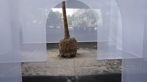 an uprooted palm tree in a gauzey temple