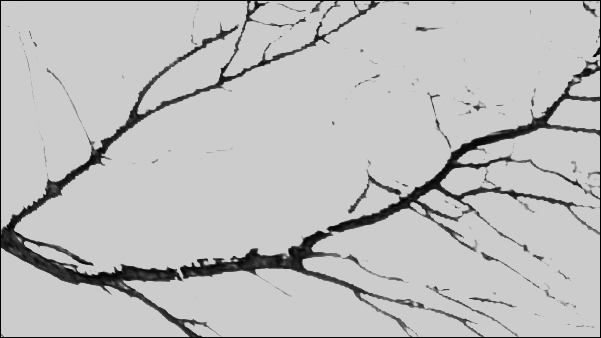 a baren tree branch